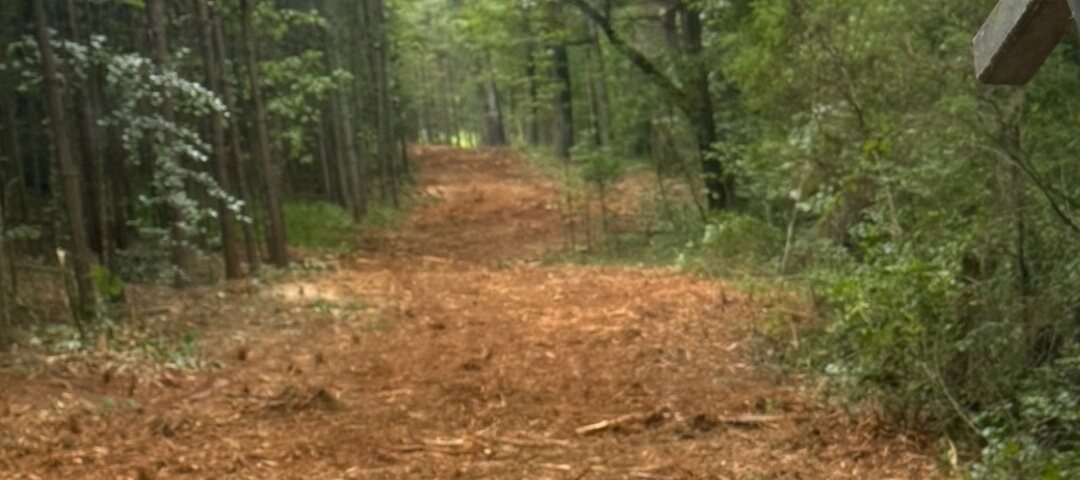 The same track opened into a clear mulched lane running back through the pines