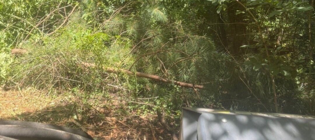 A track through pine woods closed in by brush, briars and a fallen limb