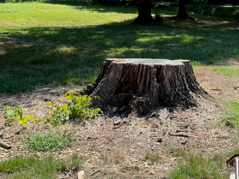A wide old hardwood stump standing in a mown lawn with trees behind